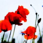 Mohn