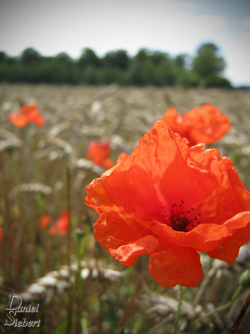 Mohn