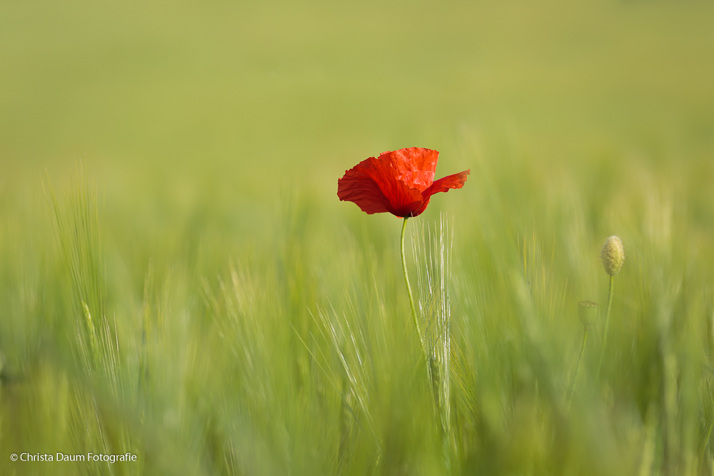 Mohn....