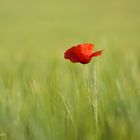 Mohn....