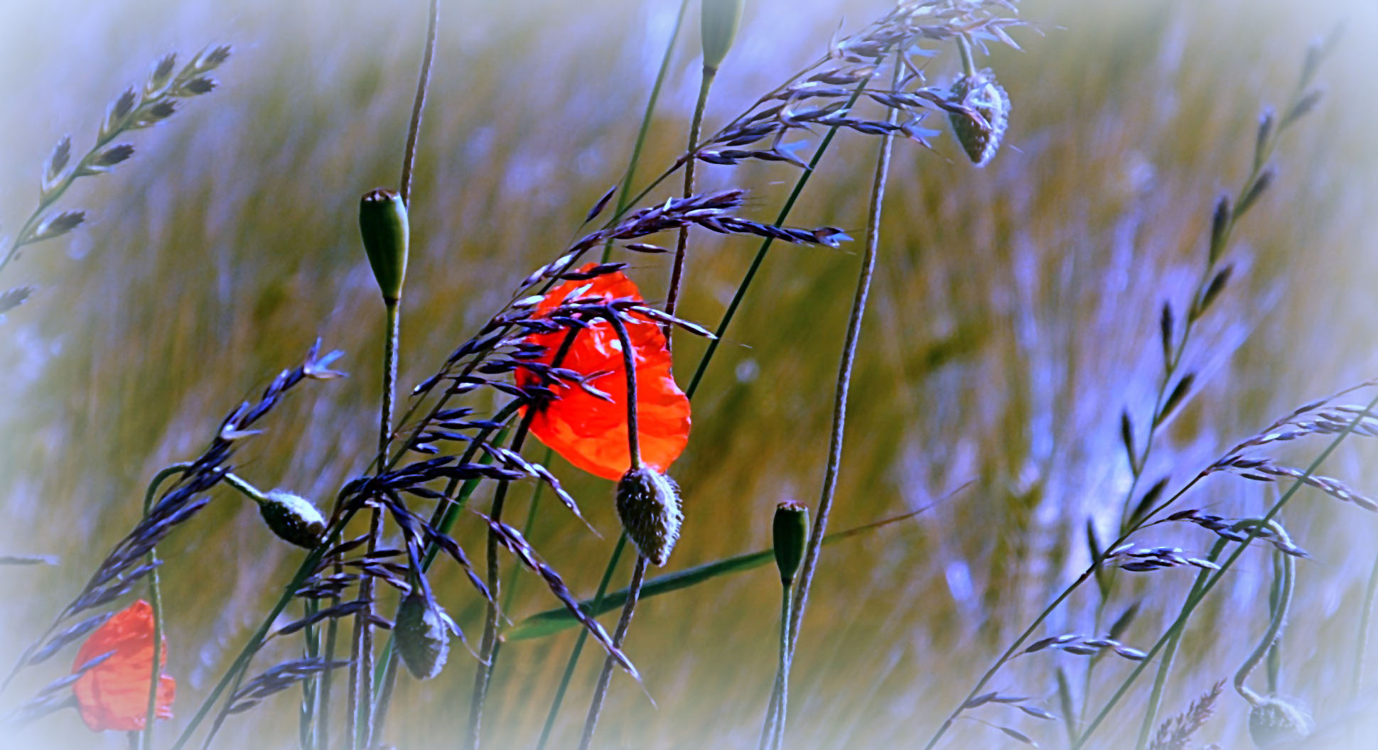 mohn