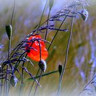 mohn