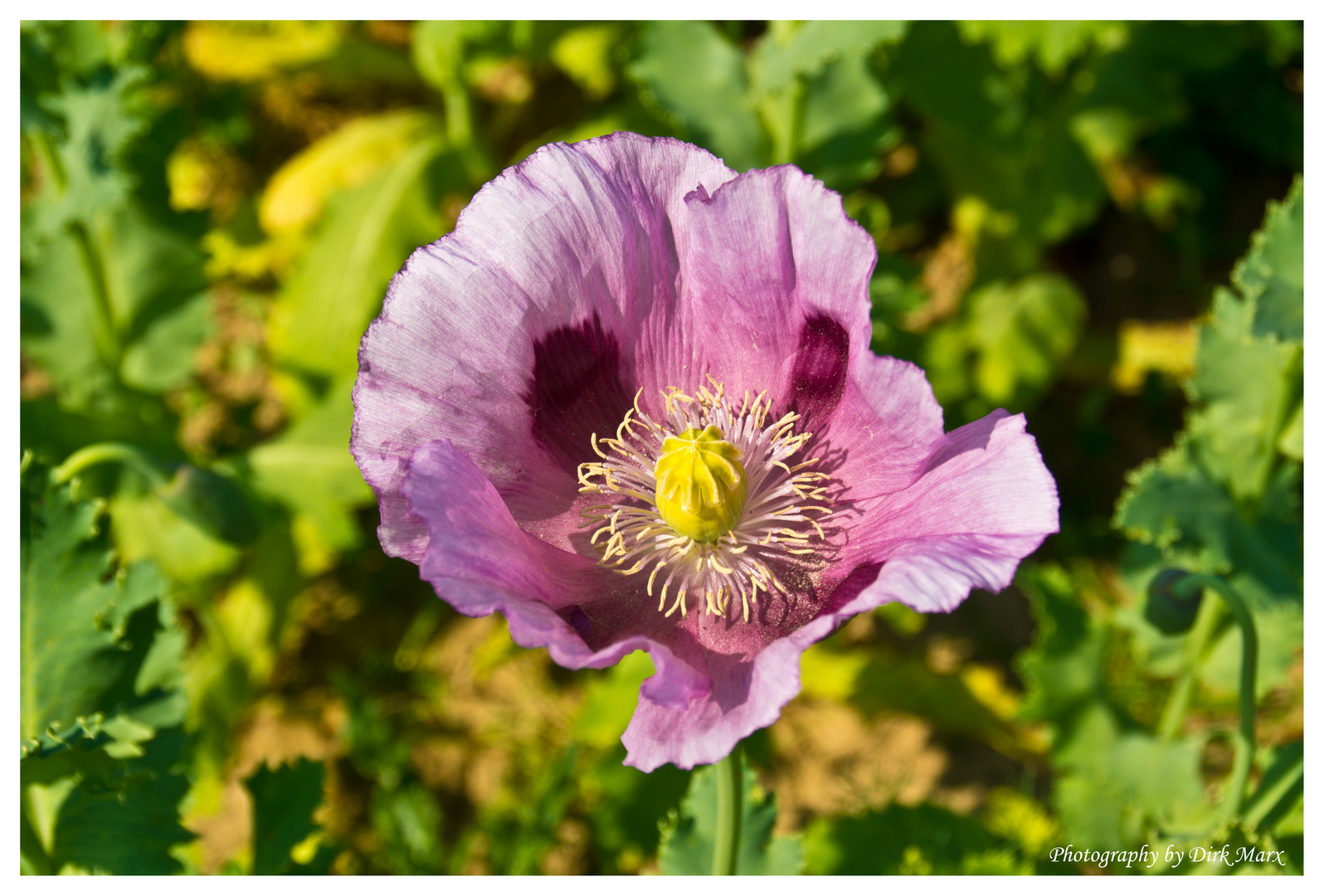 Mohn