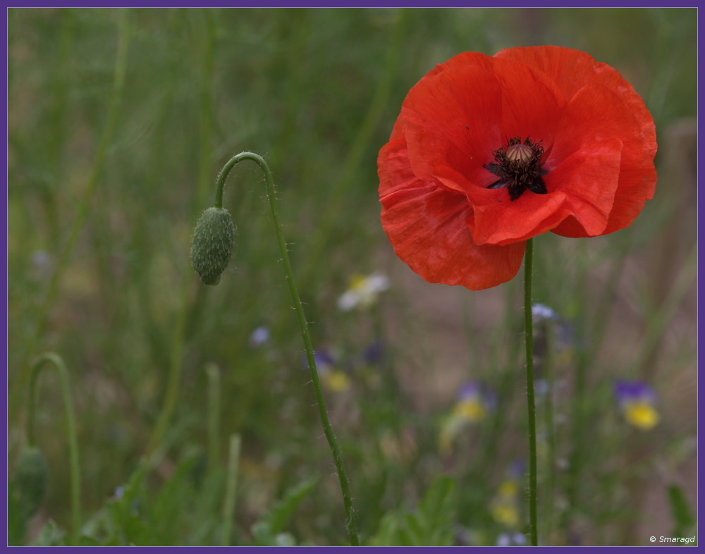 Mohn