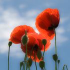 ~<MOHN>~