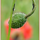 Mohn