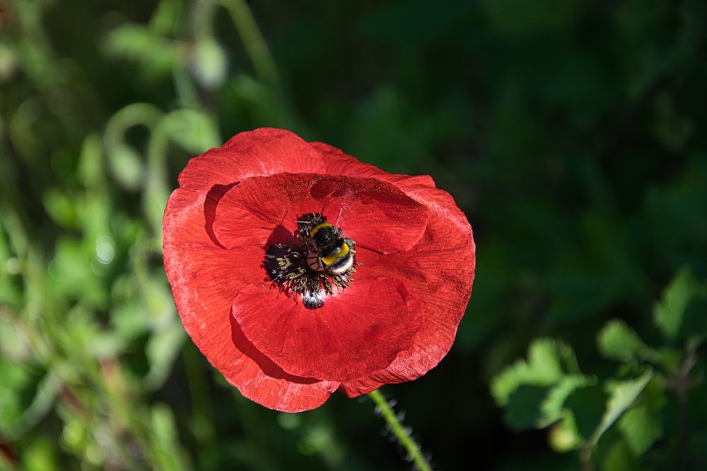 Mohn Foto & Bild | pflanzen, pilze & flechten, blüten- & kleinpflanzen, mohn Bilder auf ...