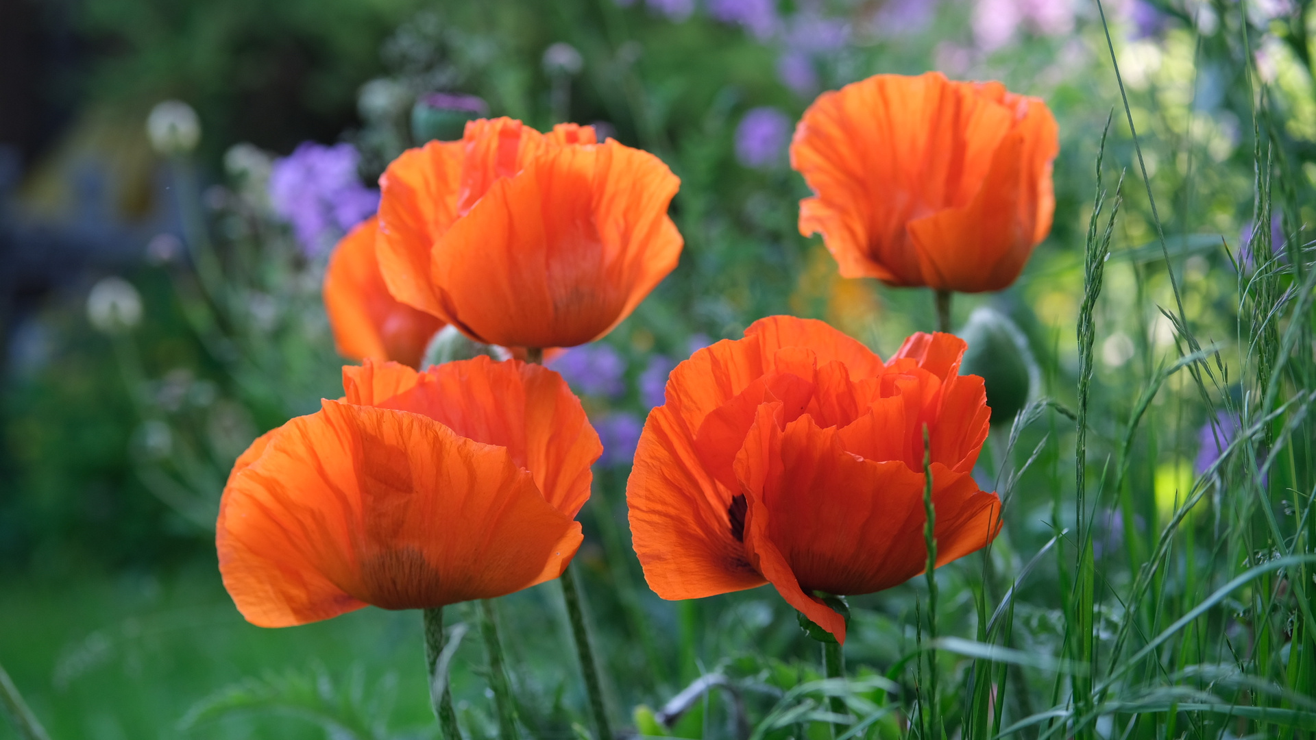 Mohn