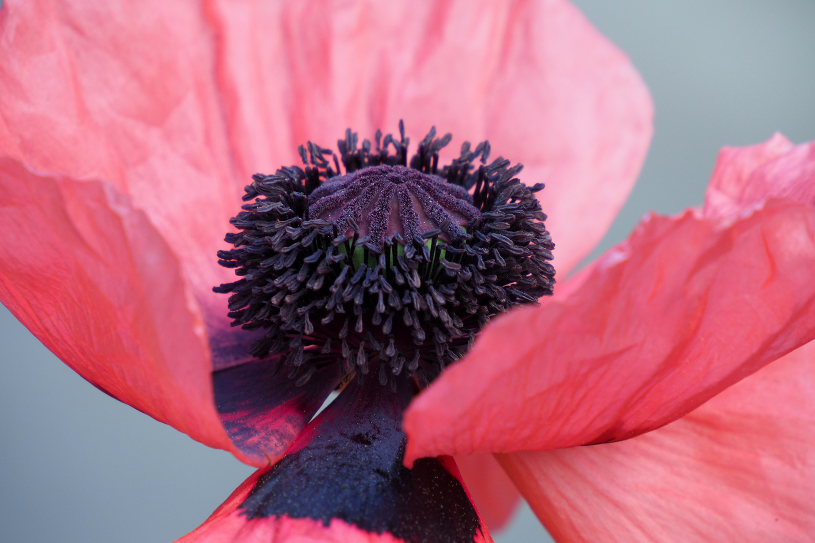 MOHN