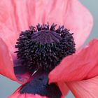 MOHN