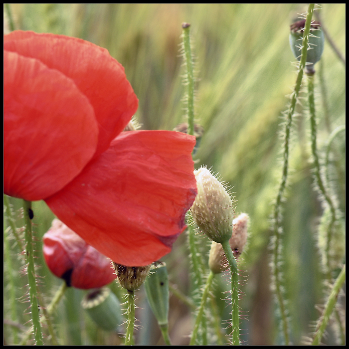 Mohn