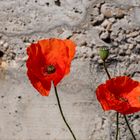 Mohn