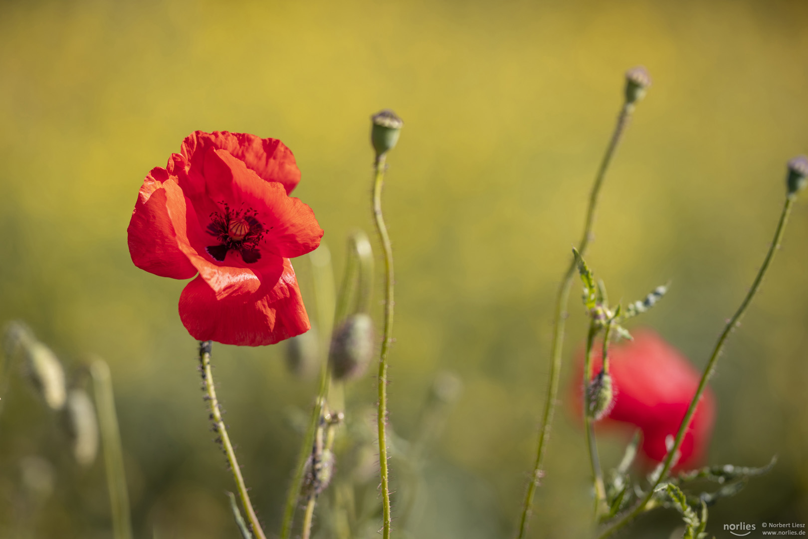 Mohn