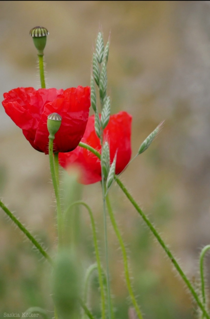 Mohn