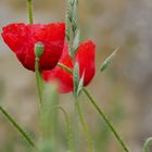 Mohn