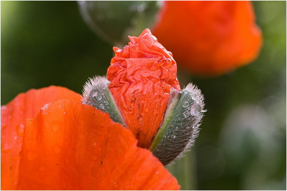 Mohn