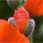 Mohn