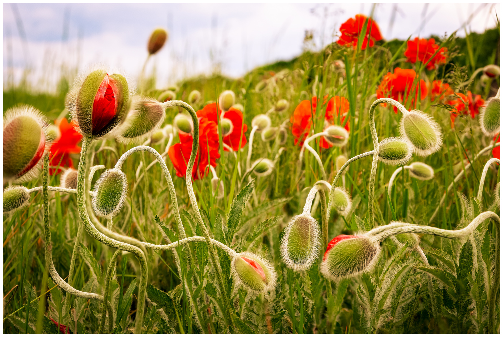 Mohn