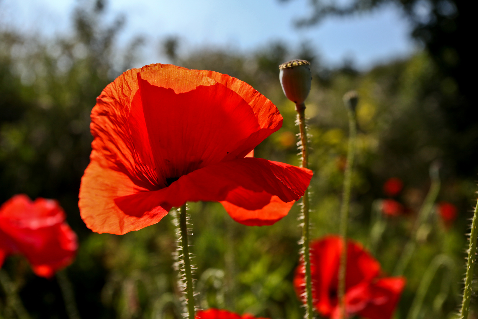 Mohn...