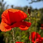 Mohn...