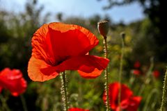 Mohn...