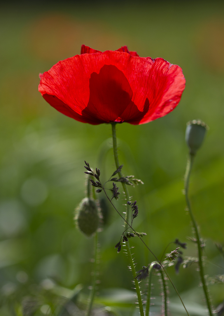 Mohn