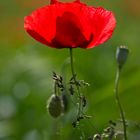 Mohn