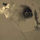 Mohn