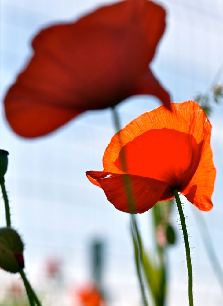 Mohn