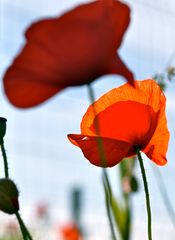 Mohn