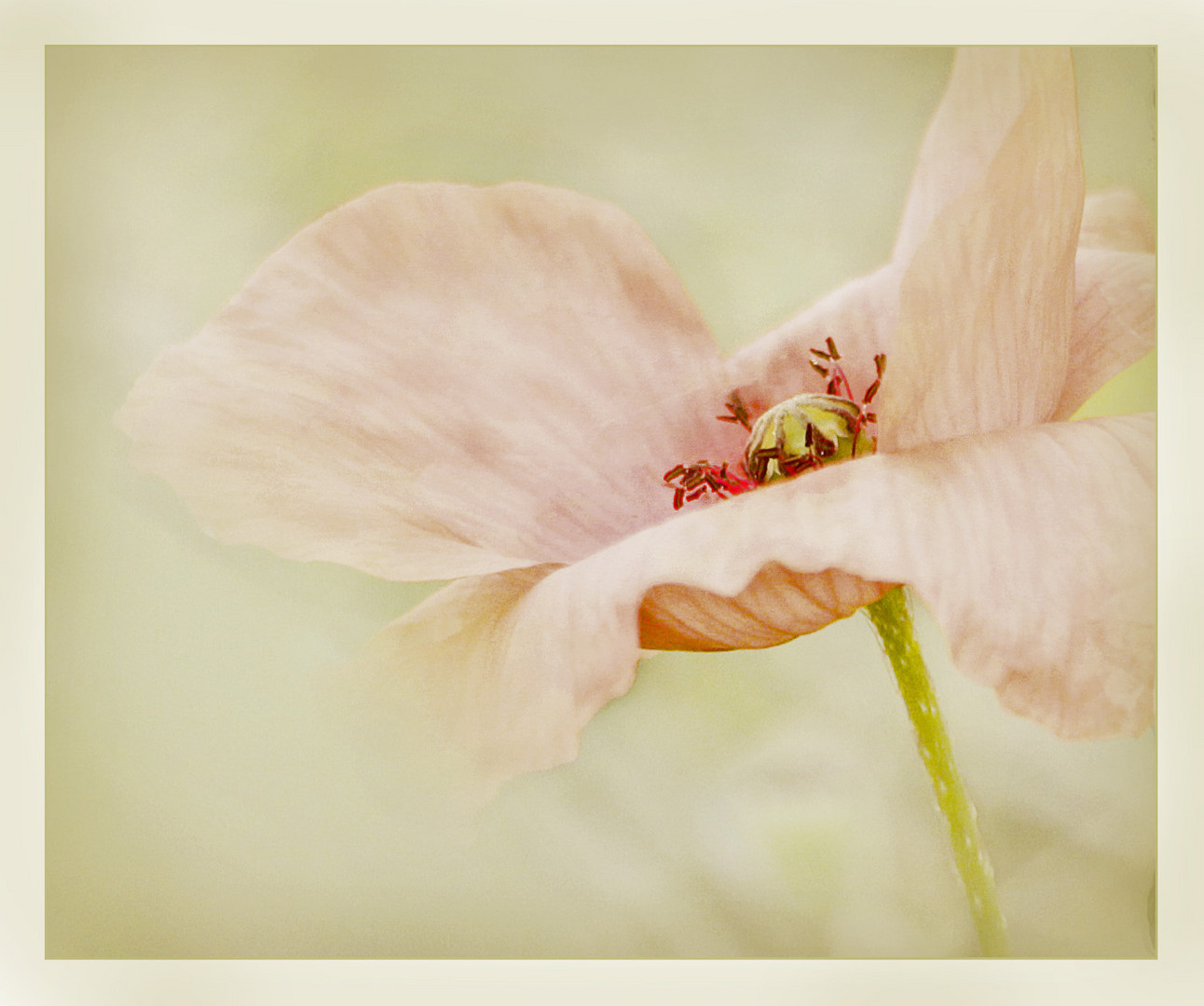 Mohn