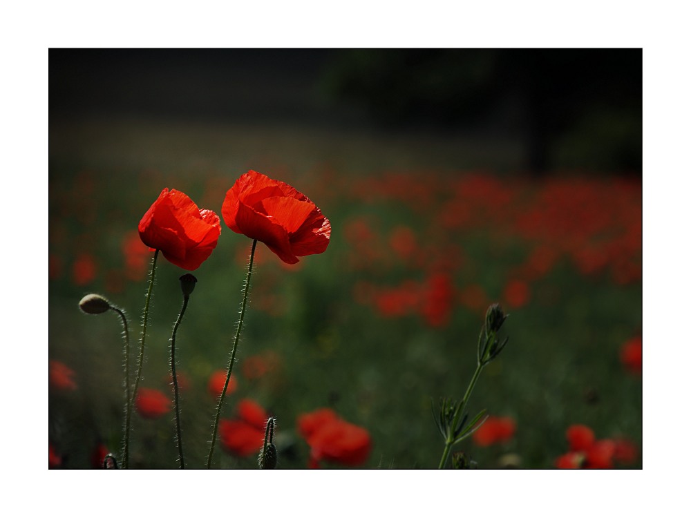 Mohn