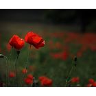 Mohn