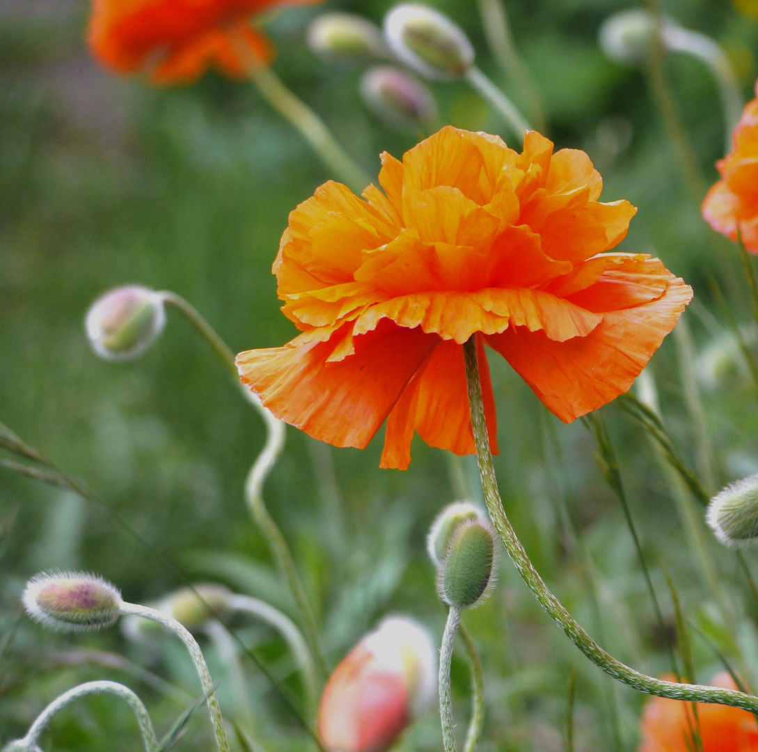 Mohn