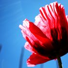 Mohn