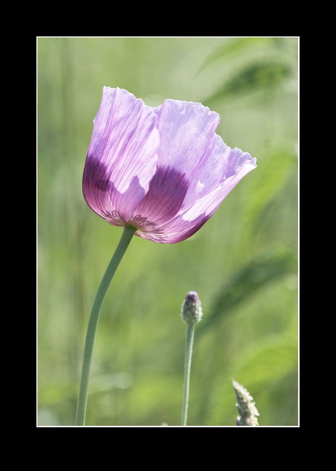 Mohn