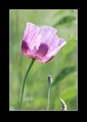 Mohn