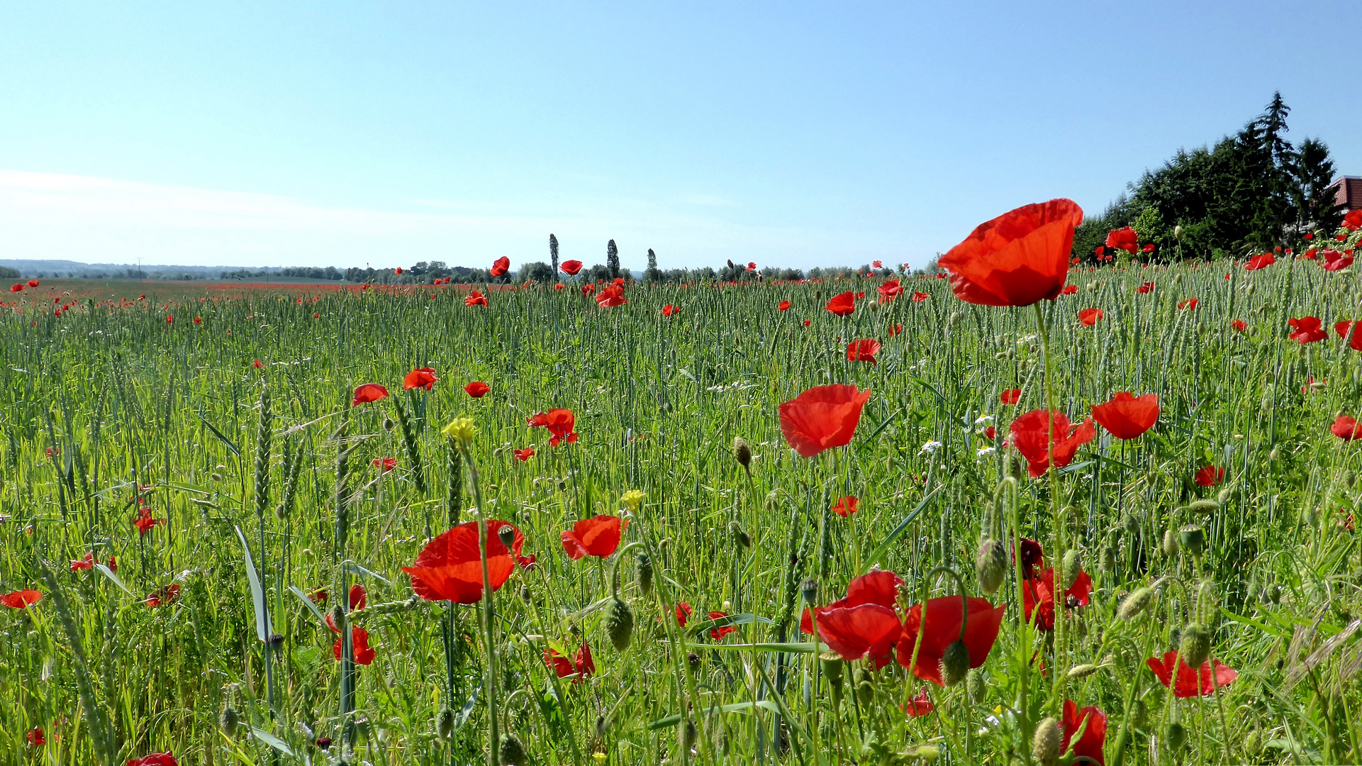 Mohn