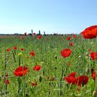 Mohn