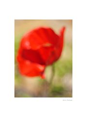 Mohn