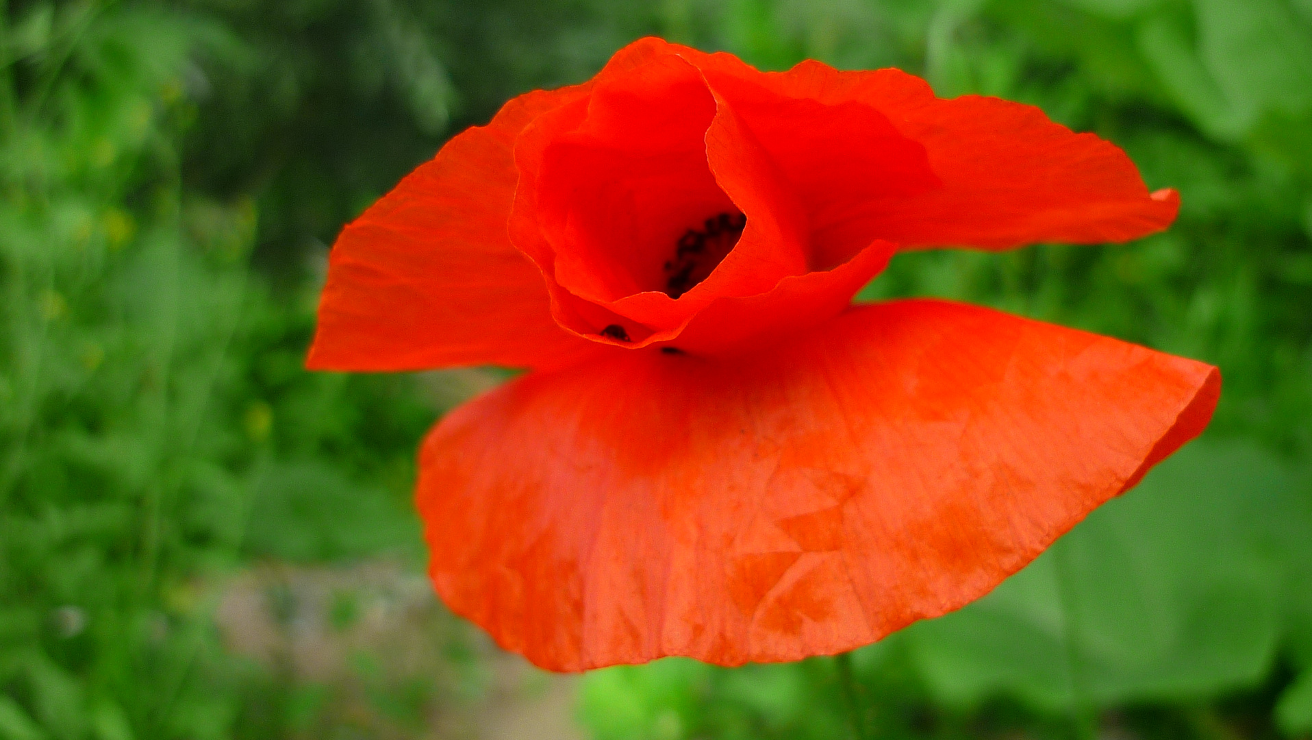 Mohn