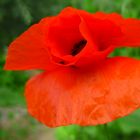 Mohn