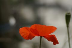 Mohn