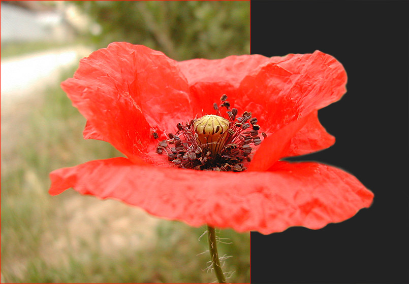 Mohn