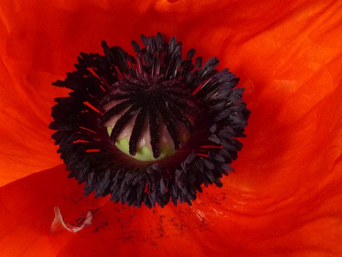 Mohn