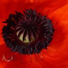 Mohn