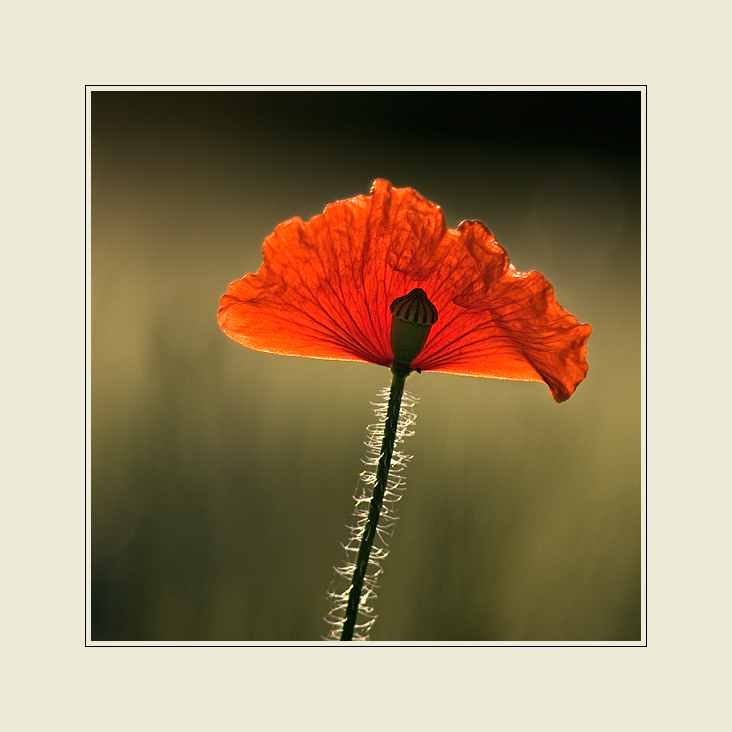 MoHn