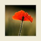 MoHn