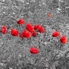 Mohn