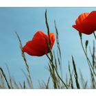 mohn